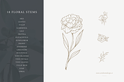 Floral Stems: Botanical Illustration, an Illustration by Sarah Ann Design (Thumbnail 3 of 7)