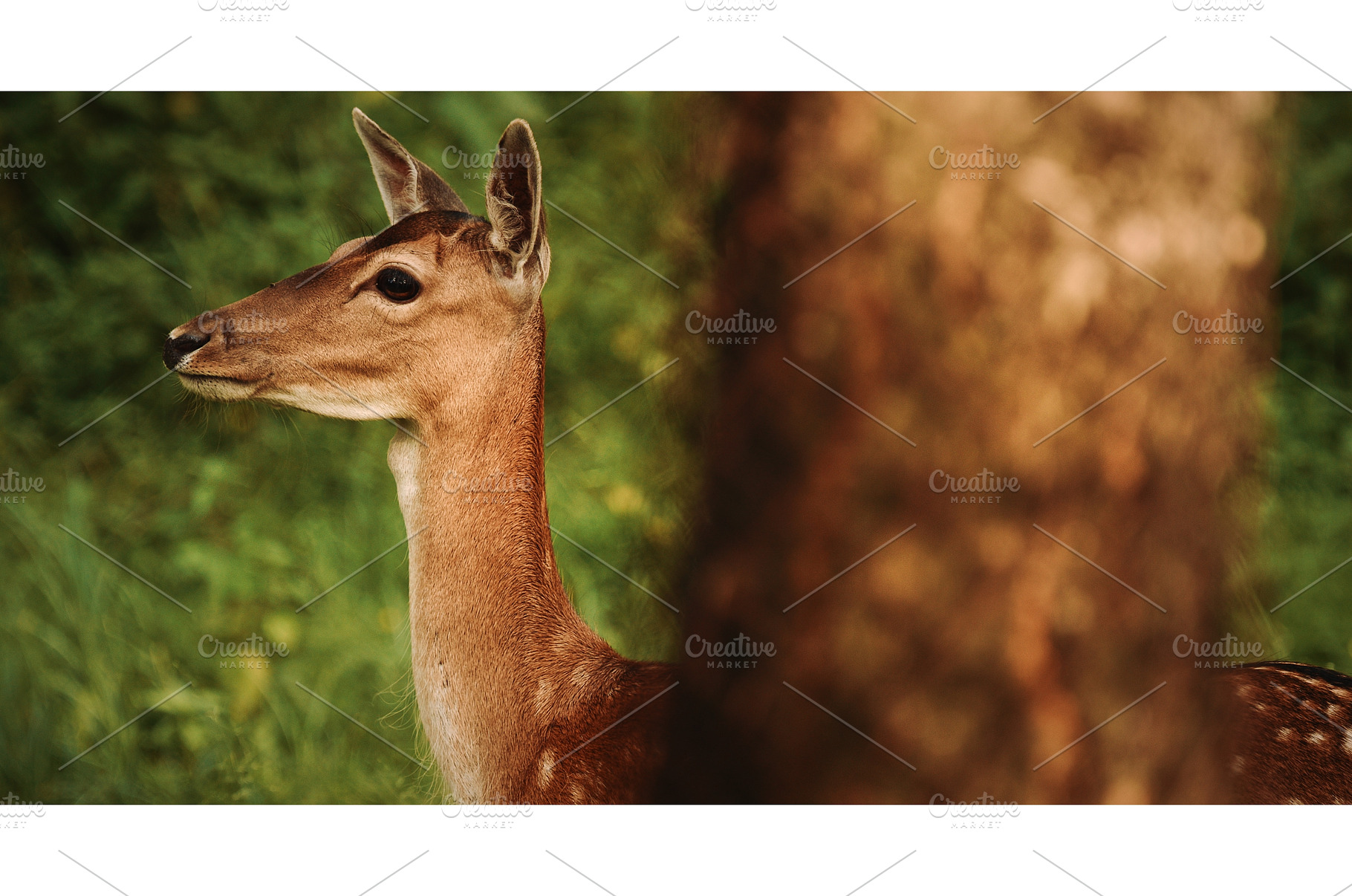 Charming Fallow Deer Or Dama Dama In, an Animal Photo by Our Amazing World