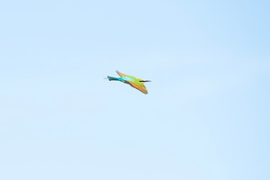 Rainbow Bee-eater