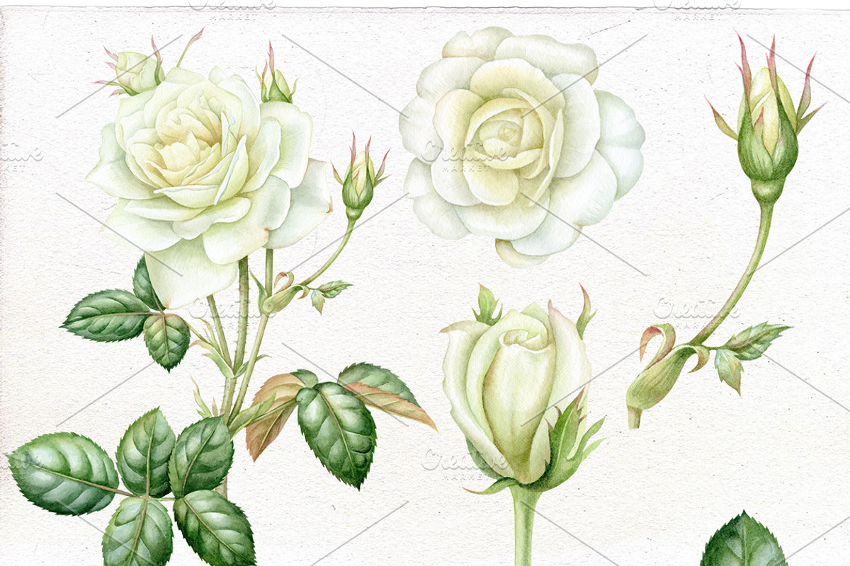 Watercolor white roses clip art., an Illustration by Mary (Photo 2 of 2)