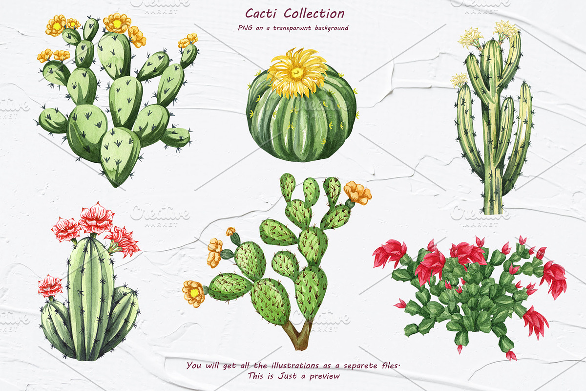 Cactus Watercolor Clipart. Succulent, a Decorative Illustration by BarvArt (Photo 2 of 5)