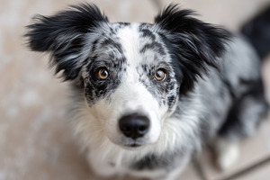 Blue merle Border Collie puppy look, an Animal Photo by MistyDay