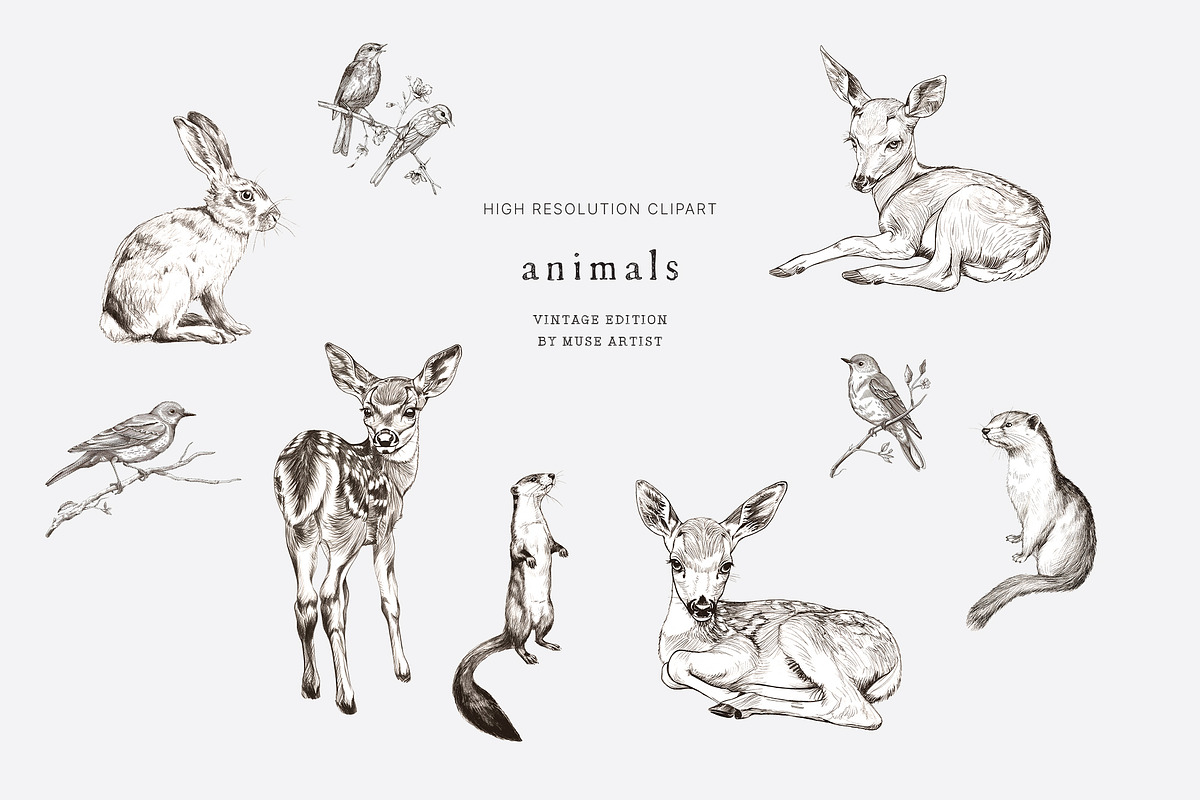 WILD GARDEN Pencil Sketch Clipart, a Decorative Illustration by Muse Artist (Photo 10 of 14)
