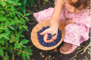 Child picking berries in the garden, a Food & Drink Photo by yanadjana