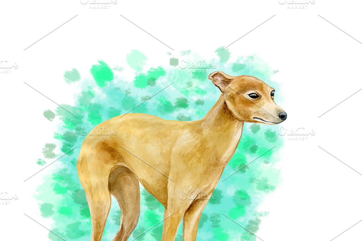 Watercolor Dogs Mega Big Bundle, an Illustration by Dneprstock (Photo 40 of 60)