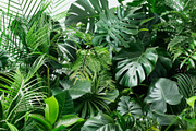 99 Frames of green leaves, a Nature Photo by Handmadefont (Thumbnail 71 of 100)