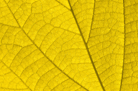 Autumn leaf featuring leaf, background, and red preview 6