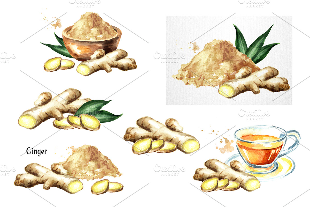 Ginger.Watercolor collection, a Food Illustration by Daria Ustiugova (Photo 3 of 4)