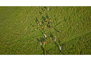 Herd of deer walking on green field, an Animal Photo by Goinyk