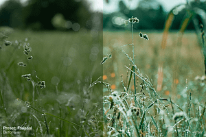 Green Summer - 5 Lightroom Presets