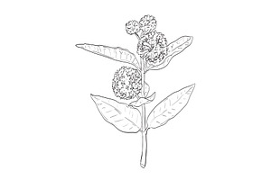 Common Milkweed Wild Plant Drawing