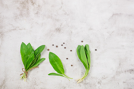 Fresh wild garlic leaves on a cutting board on a gray table, a Food & Drink Photo by vimart