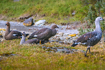 Group of birds, zaratiegui bay, ushuaia, argentina, an Animal Photo by DanFLCreativo
