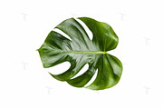 Printable Art - Monstera leaf, a Print Template by JustLikeMyDesktop (Thumbnail 2 of 2)