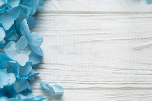 Blue hydrangea flowers blooming on white wooden background, a Holiday Photo by Olena Rudo