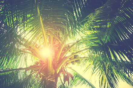 Plam tree tropical featuring cafe, tree, and palm