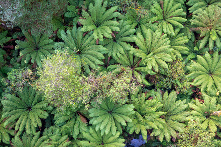 Lush green ferns in Great Otway National Park, Victoria, Austral, a Nature Photo by GoodGoods