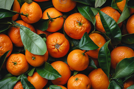 A collection of ripe oranges nestled, a Photo by Tanuart