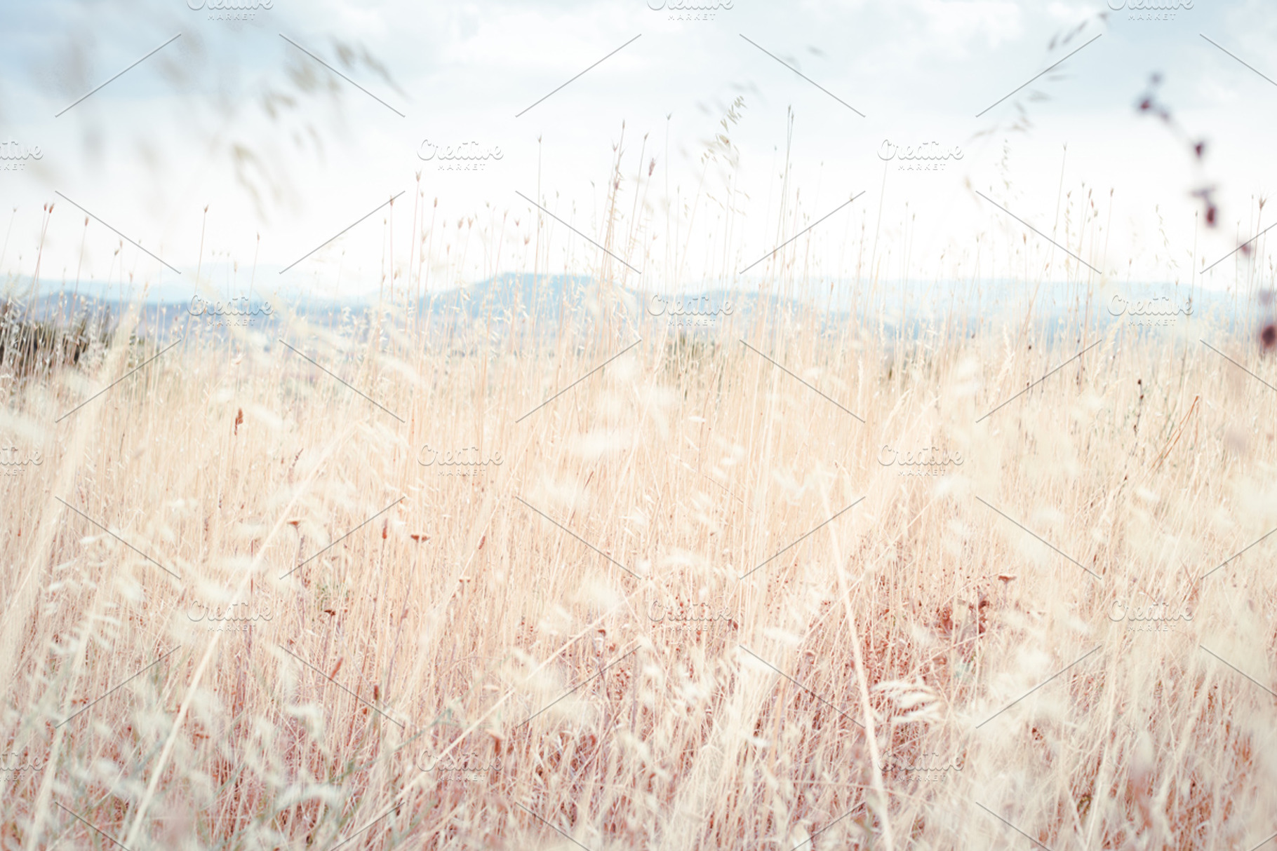 Walking through golden meadow grass containing ground, meadows, and, a Nature Photo by ColorLight Photography