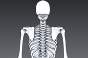 Animated internal organs, skeleton, a Characters & Person 3D Model by konstantin.ermolaev (Thumbnail 20 of 29)