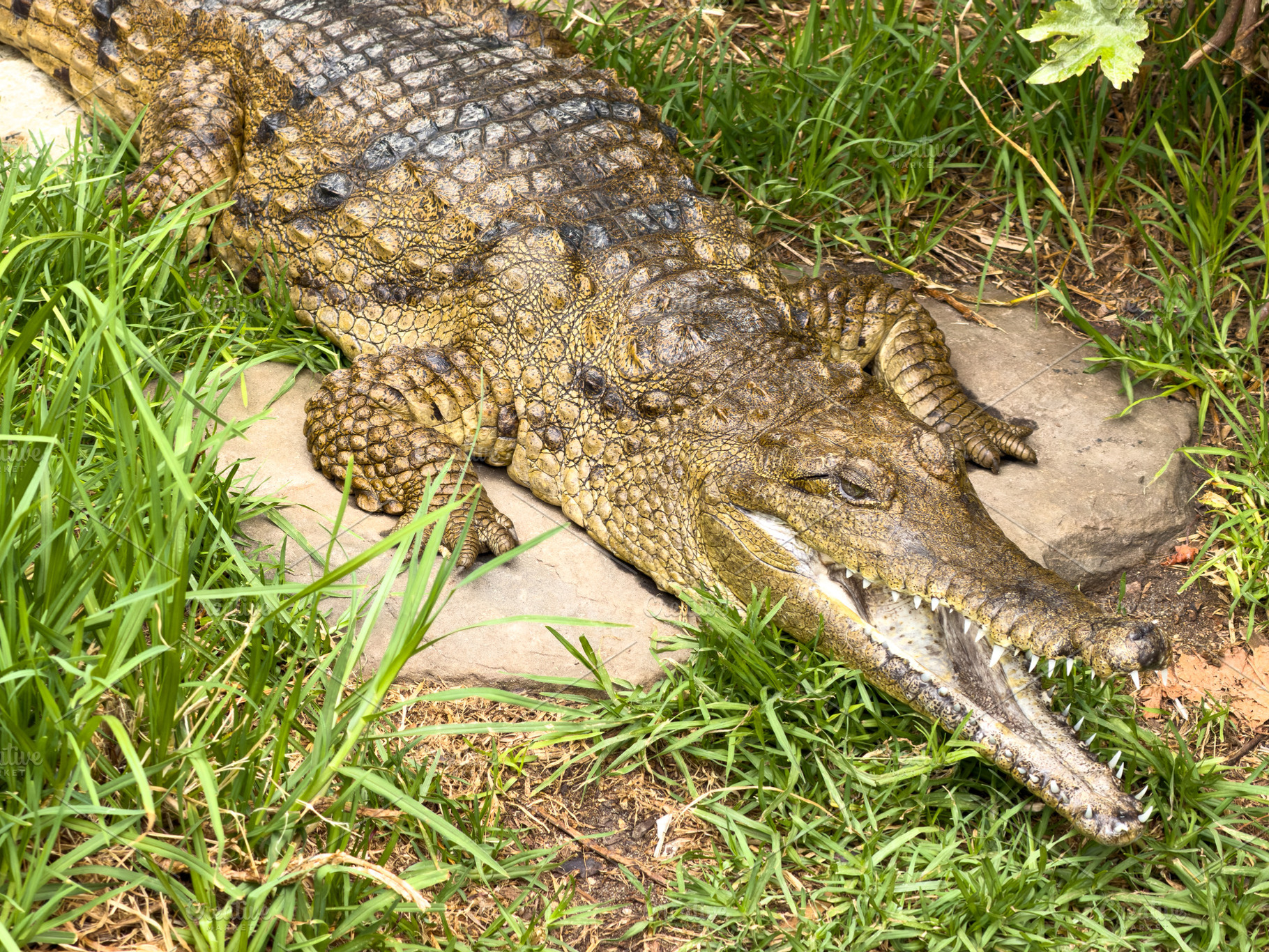 Crocodile With Jaws Open, an Animal Photo by THP Creative