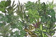 Indoor Plants VECTOR illustrations, a Seasonal Illustration by Natalka Dmitrova art (Thumbnail 5 of 16)