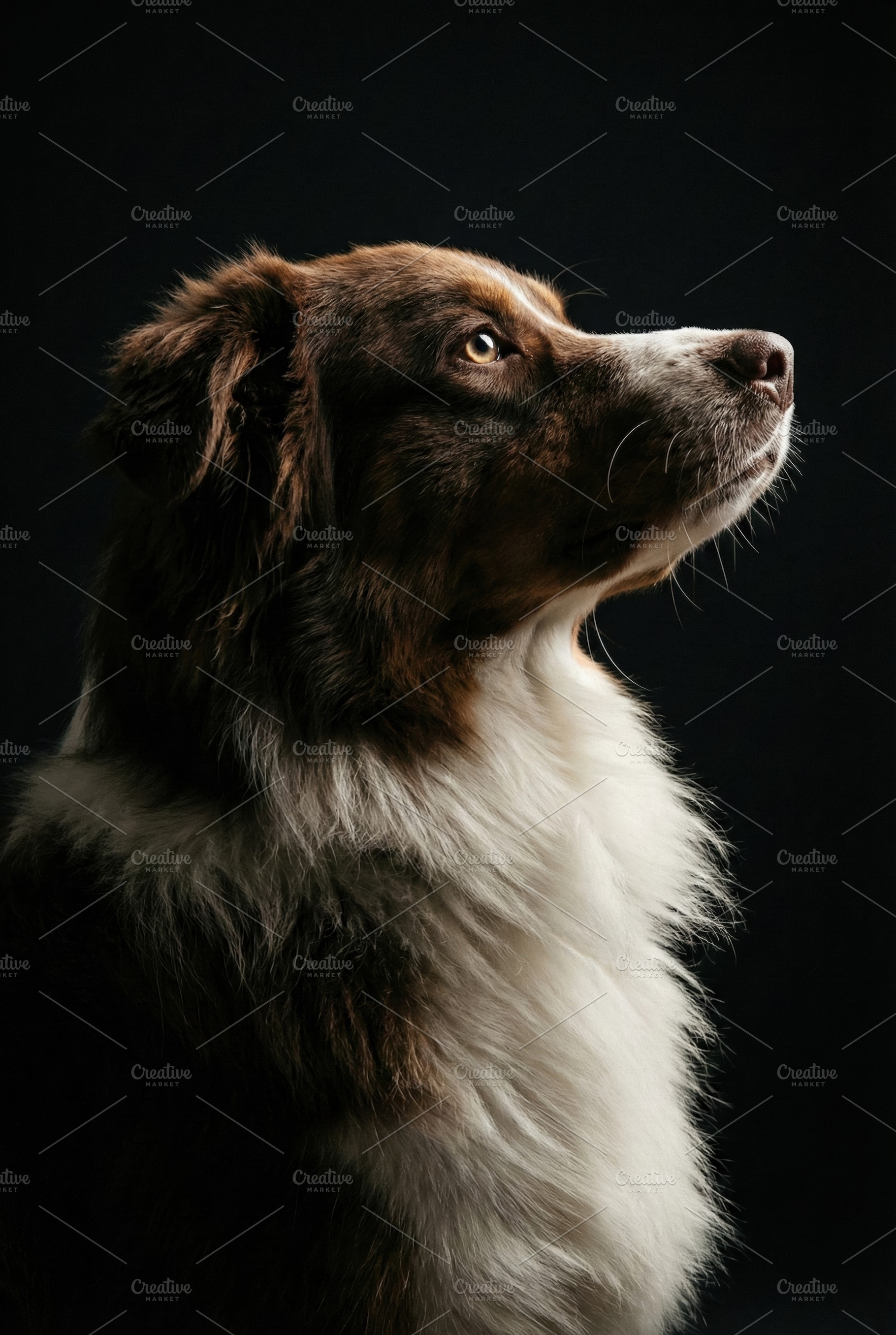 Majestic Australian Shepherd Dog, an Animal Photo by Virgo Studio