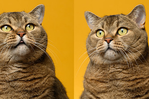 Portrait of an adult gray straight-eared cat on a yellow backgro, an Animal Photo by ndanko