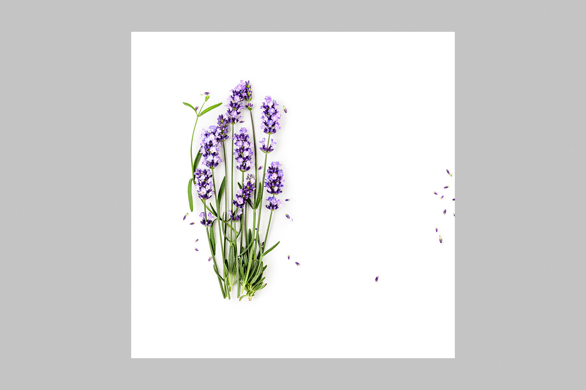 Lavender Herb Photo Pack, a Nature Photo by ifiStudio (Photo 14 of 14)