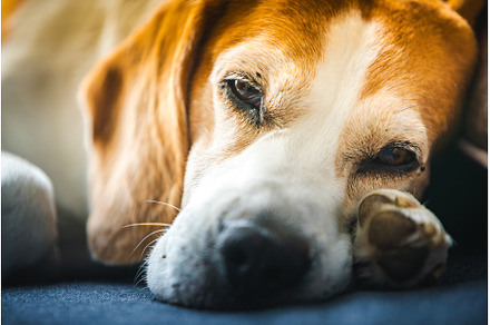 A Beagle dog is laying down with its
