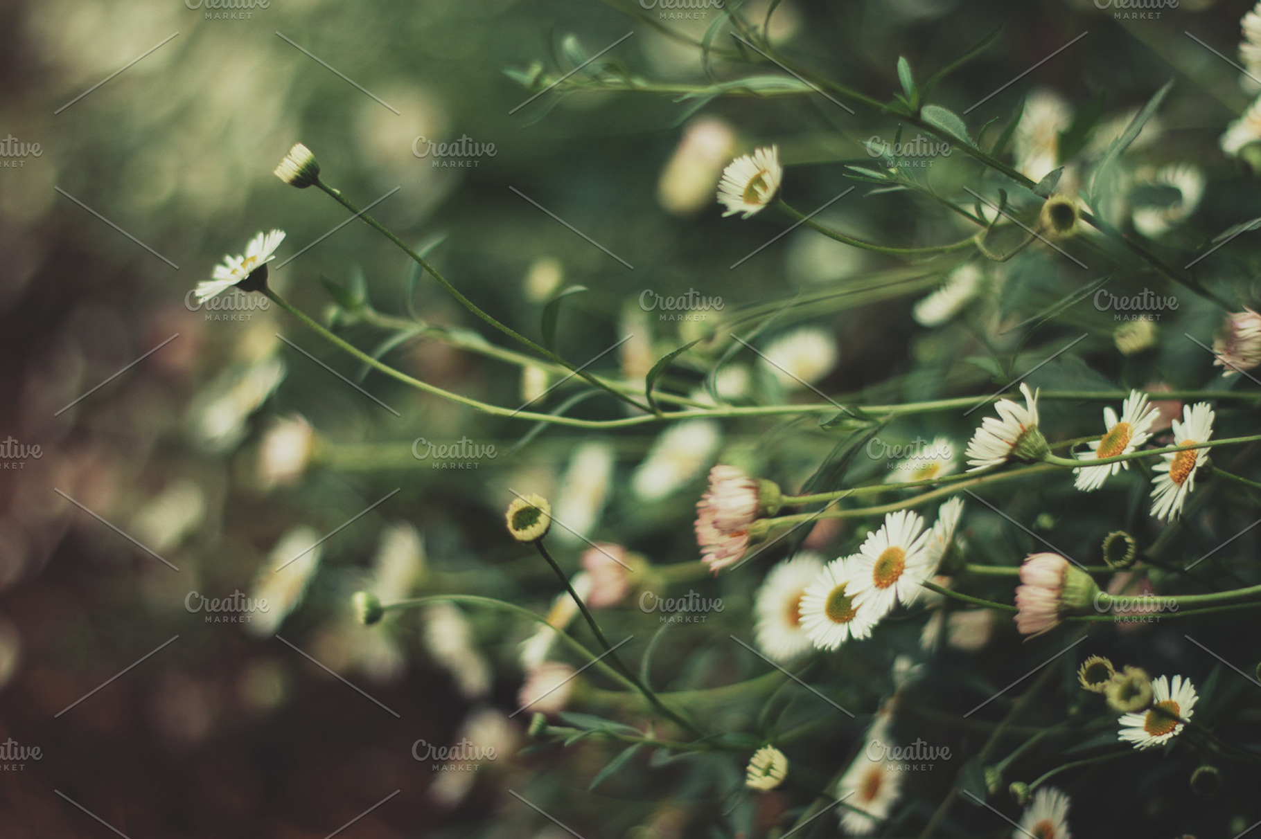 Dainty Daisy Flowers, a Nature Photo by René Jordaan Photography