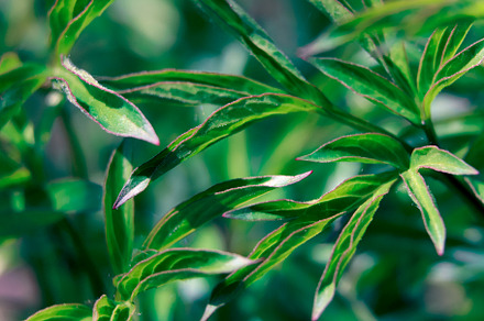 Green plant in garden in macro style, a Nature Photo by Sir13