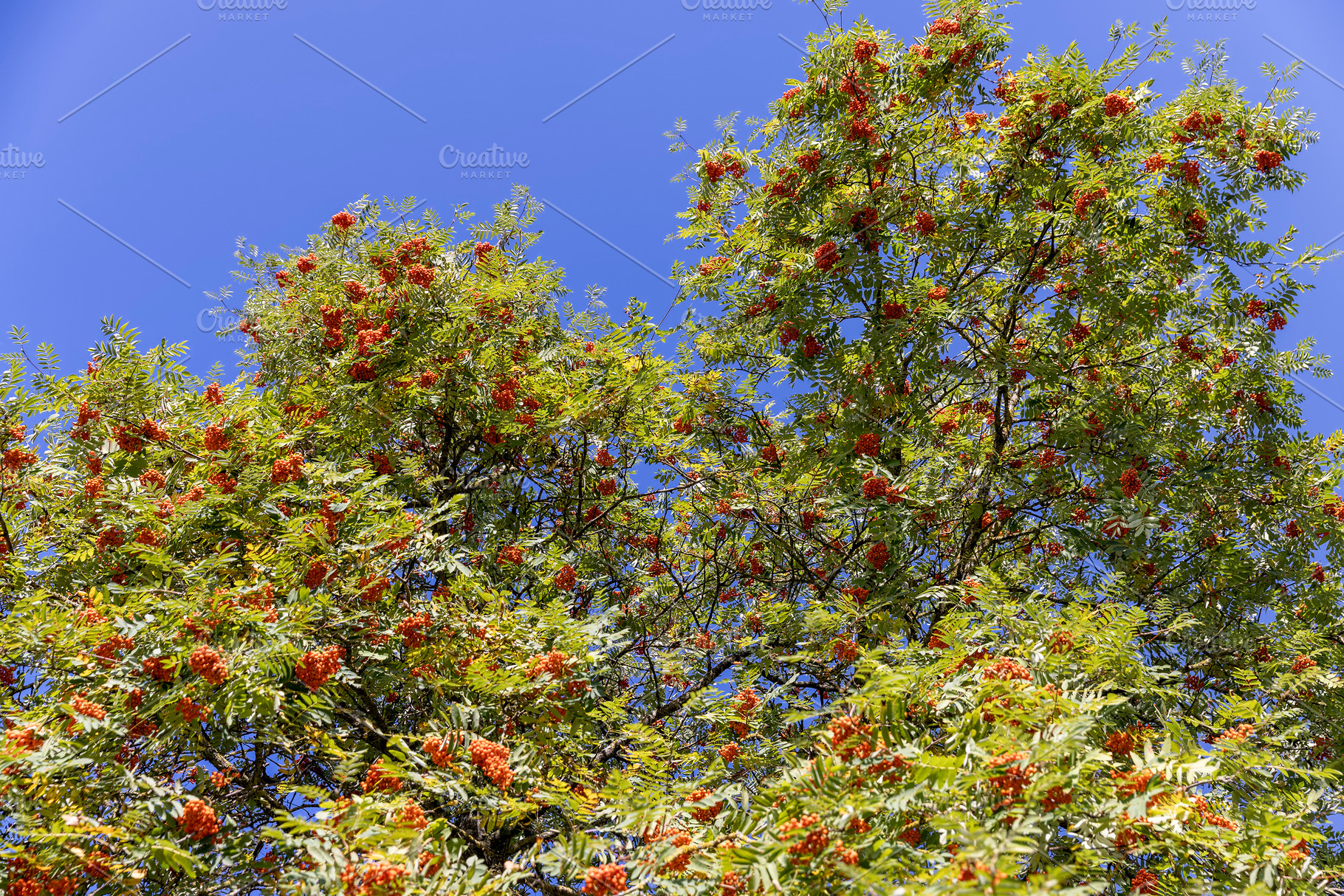 rowan foliage with red berries on the branches before autumn , sunny weather in, a Photo by rsoollAI