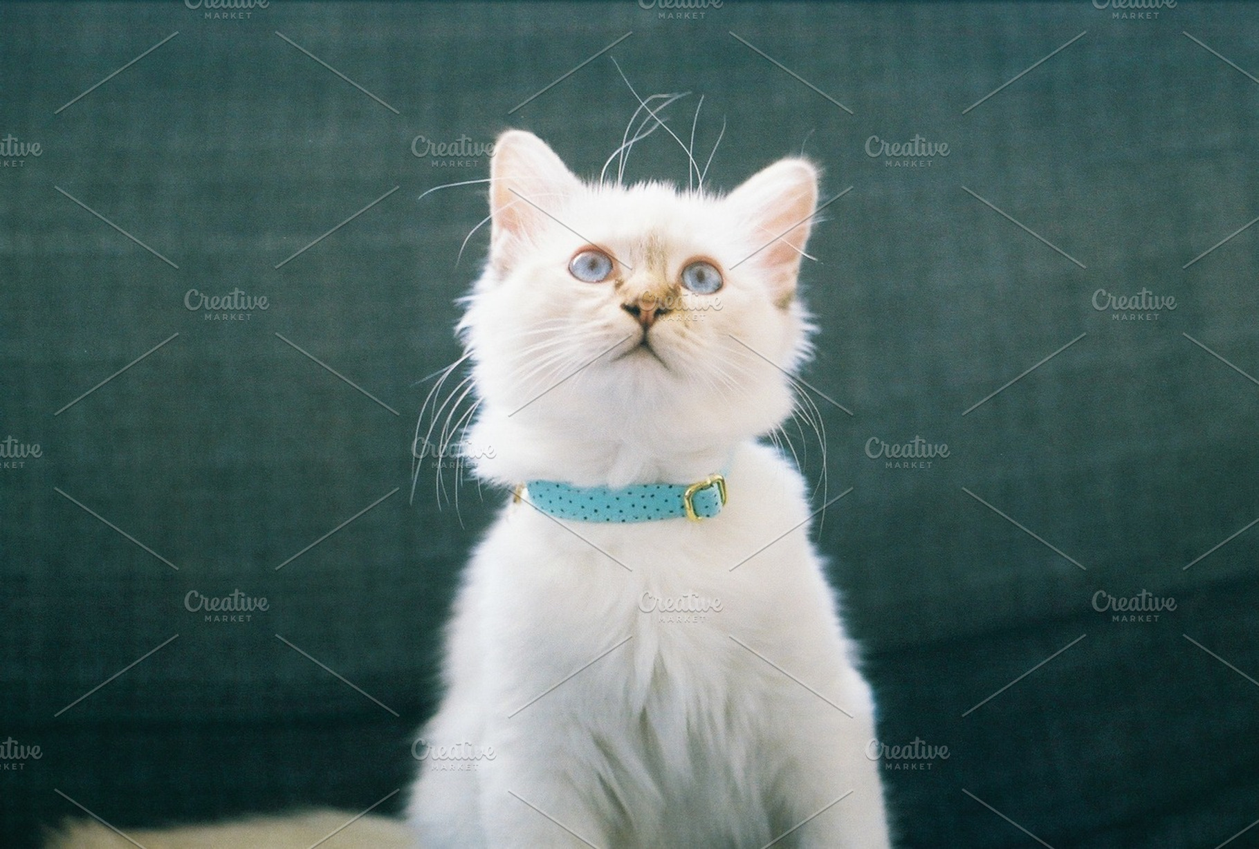Kitten wearing a collar, an Animal Photo by Kasia Górska