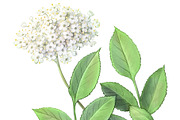Elder Plant Botanical Illustration, an Illustration by Anna Repp Illustration (Thumbnail 6 of 7)