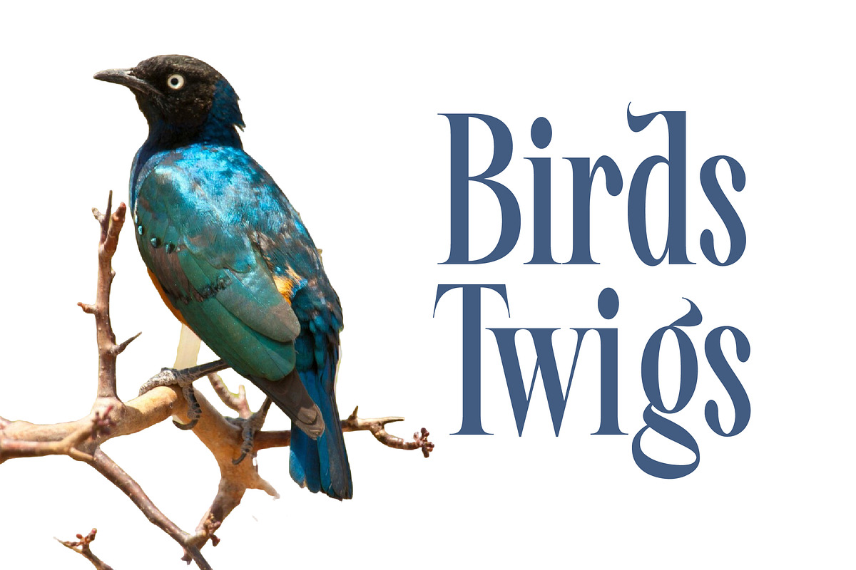 Awesome Shorten Tall Serif Display, a Serif Font by timelesstype.co (Photo 12 of 20)