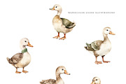 Watercolor Field Goose Collection, an Animal Illustration by Pati Paints (Thumbnail 9 of 12)