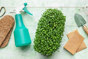 Microgreens growing kit with gardening tools, a Food & Drink Photo by Olena Rudo
