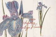 Hortus Vintage Flowers Prints, a Decorative Illustration by Digital Museum (Thumbnail 2 of 9)