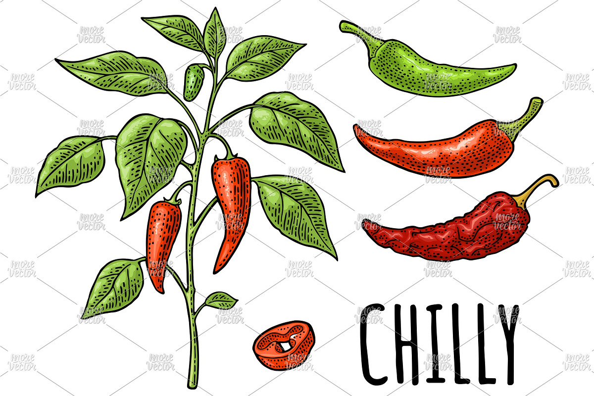 Branch chili plant Vintage engraving, a Food Illustration by MoreVector (Photo 4 of 5)