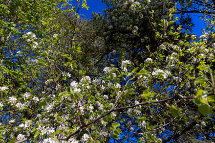 green foliage on a pear tree in spring bloom, a Photo by MyPhotos