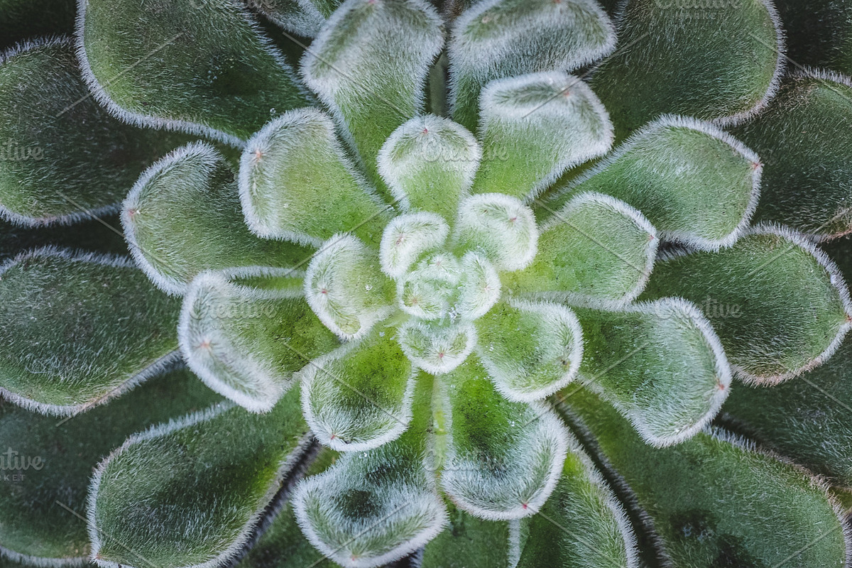 Succulents bundle featuring succulent, green, and plant, a Nature Photo by HG Photography (Photo 6 of 6)