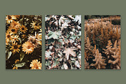 Fall Colors Collection, a Nature Photo by Floral Deco (Thumbnail 5 of 5)