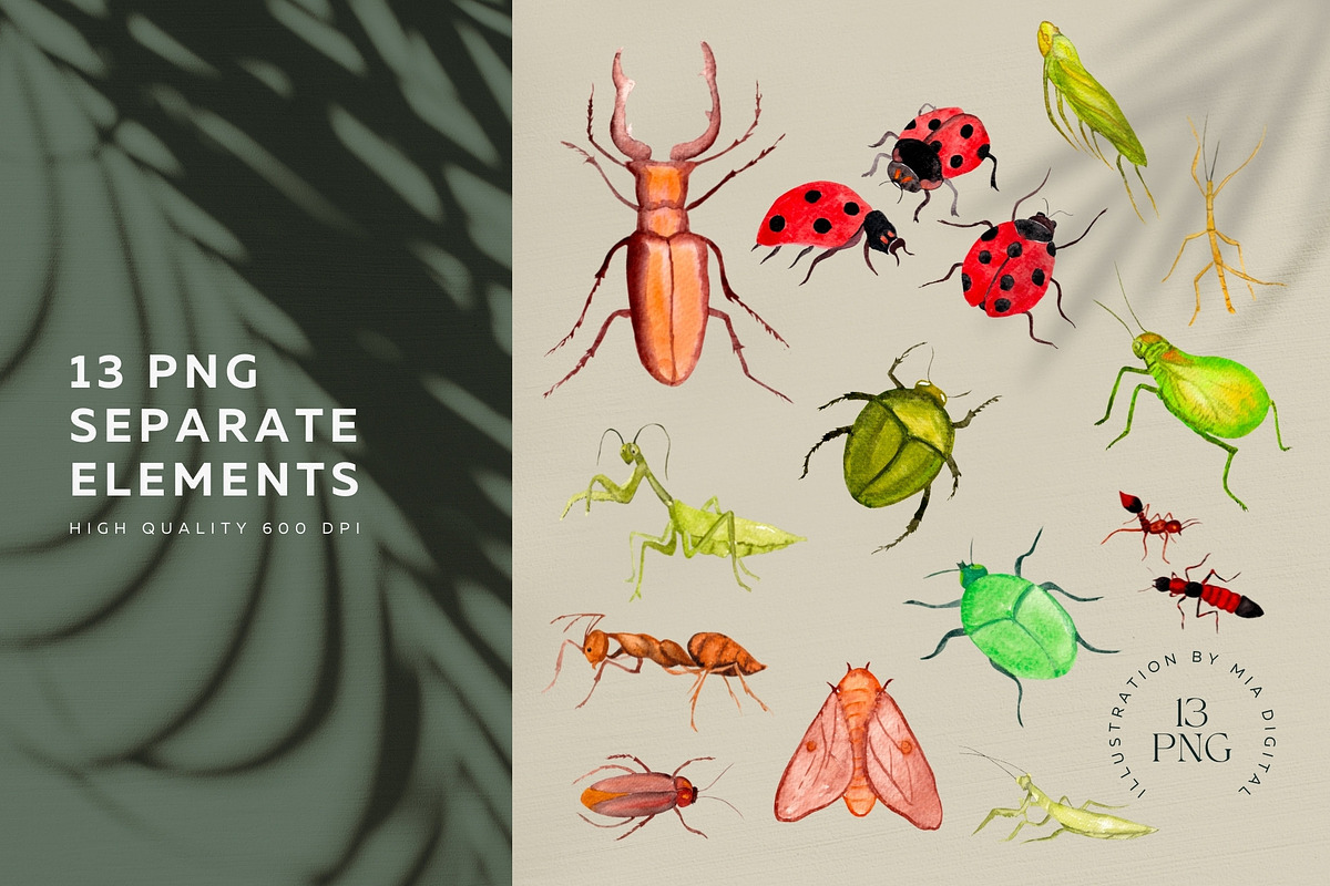 Watercolor Insects, Biological Set, an Illustration by Mia Digital (Photo 2 of 5)