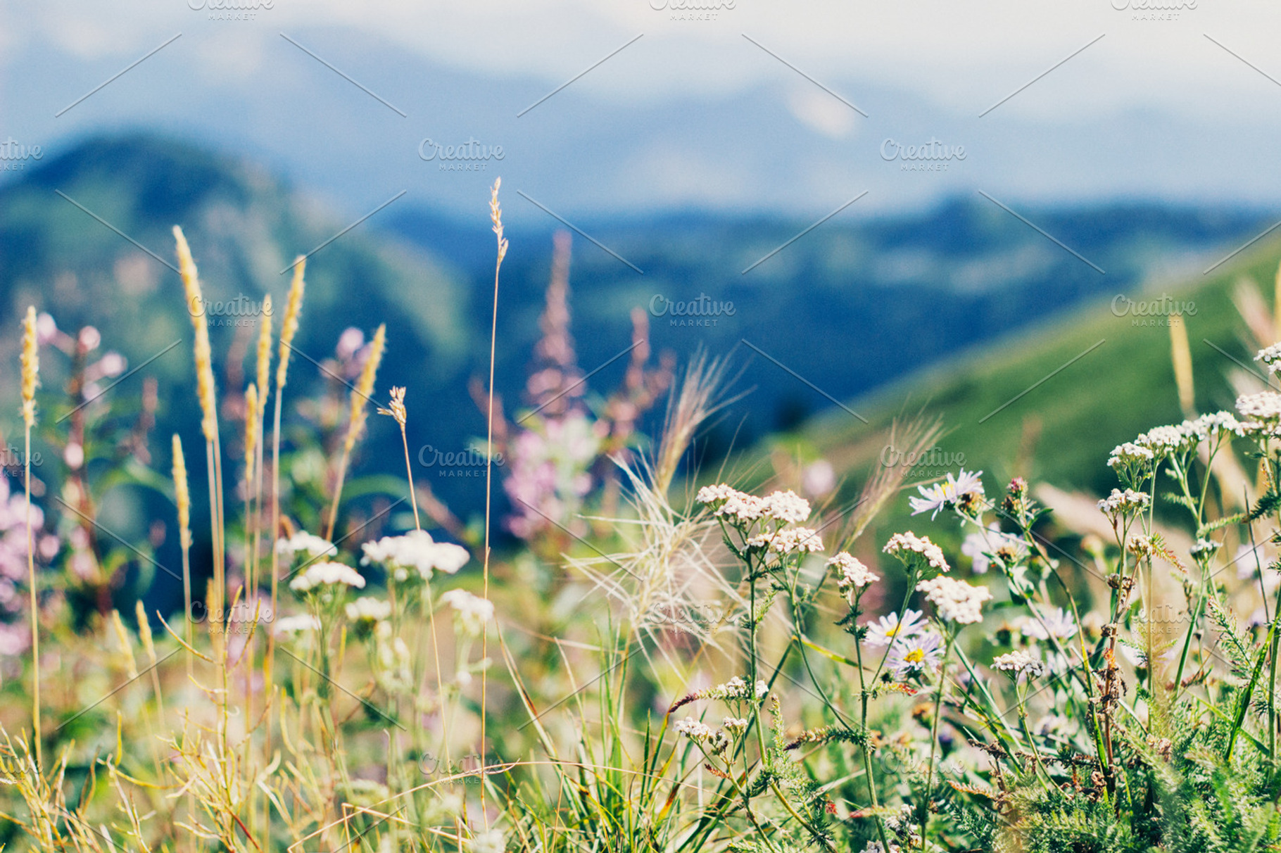 Mountainside Wildflowers