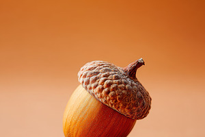 Close-up of an acorn on an orange background, a Nature Photo by AlyaAnd