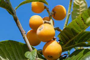 Ripe loquats growing on tree branch against blue sky, a Nature Photo by Antonio Gravante Market