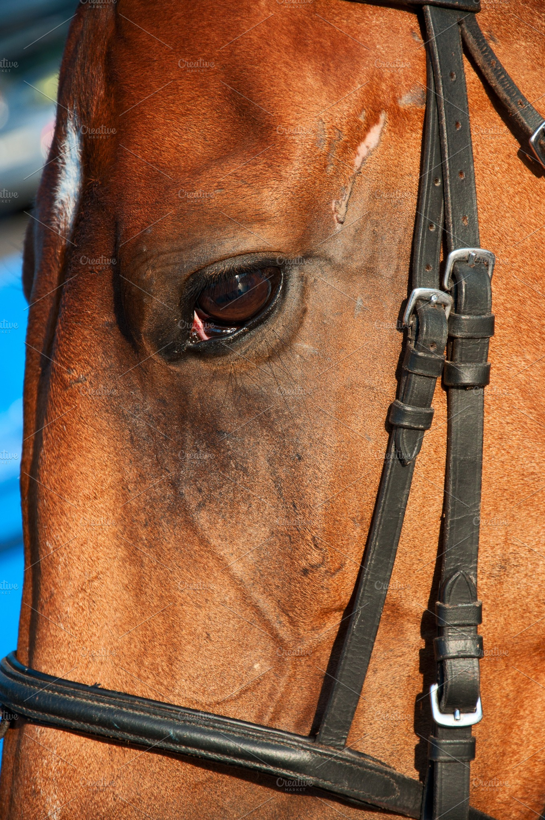 Horse Closeup