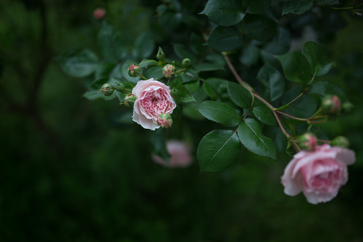 LIGHTROOM PRESETS - travel lifestyle, an Action Add-On by Graphics, Presets, Photos (Photo 40 of 67)