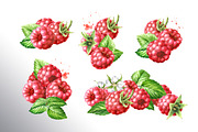 Summer Raspberries. Watercolor set, a Food Illustration by Daria Ustiugova (Thumbnail 3 of 26)